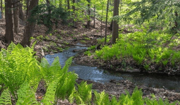 photo-du-ruisseau-roy